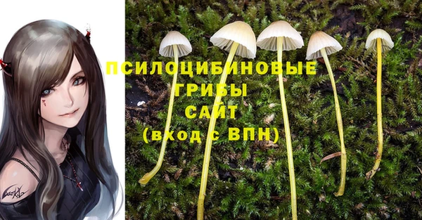 прущие грибы Белокуриха